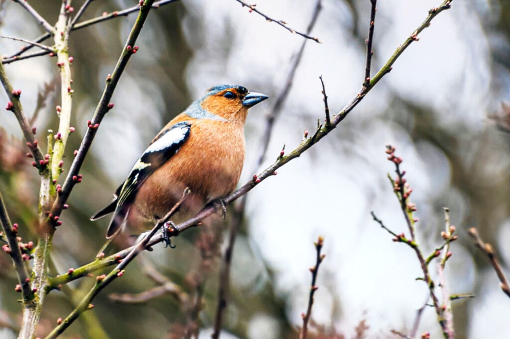 Male Chaffinch