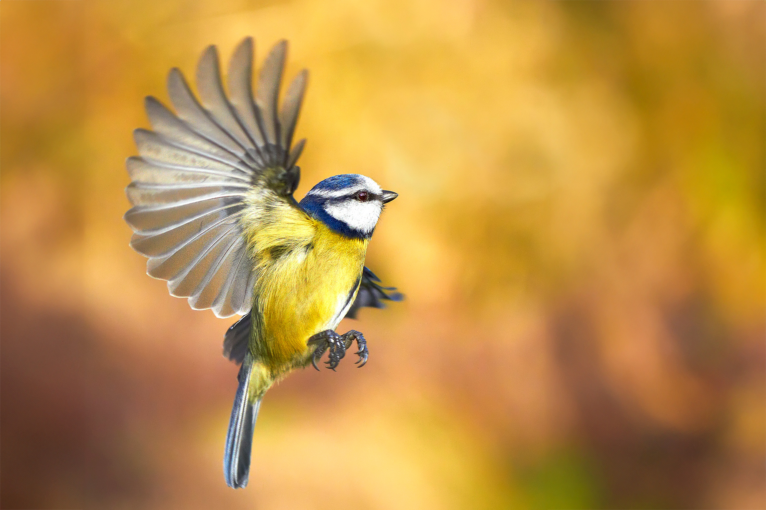 Blue Tit