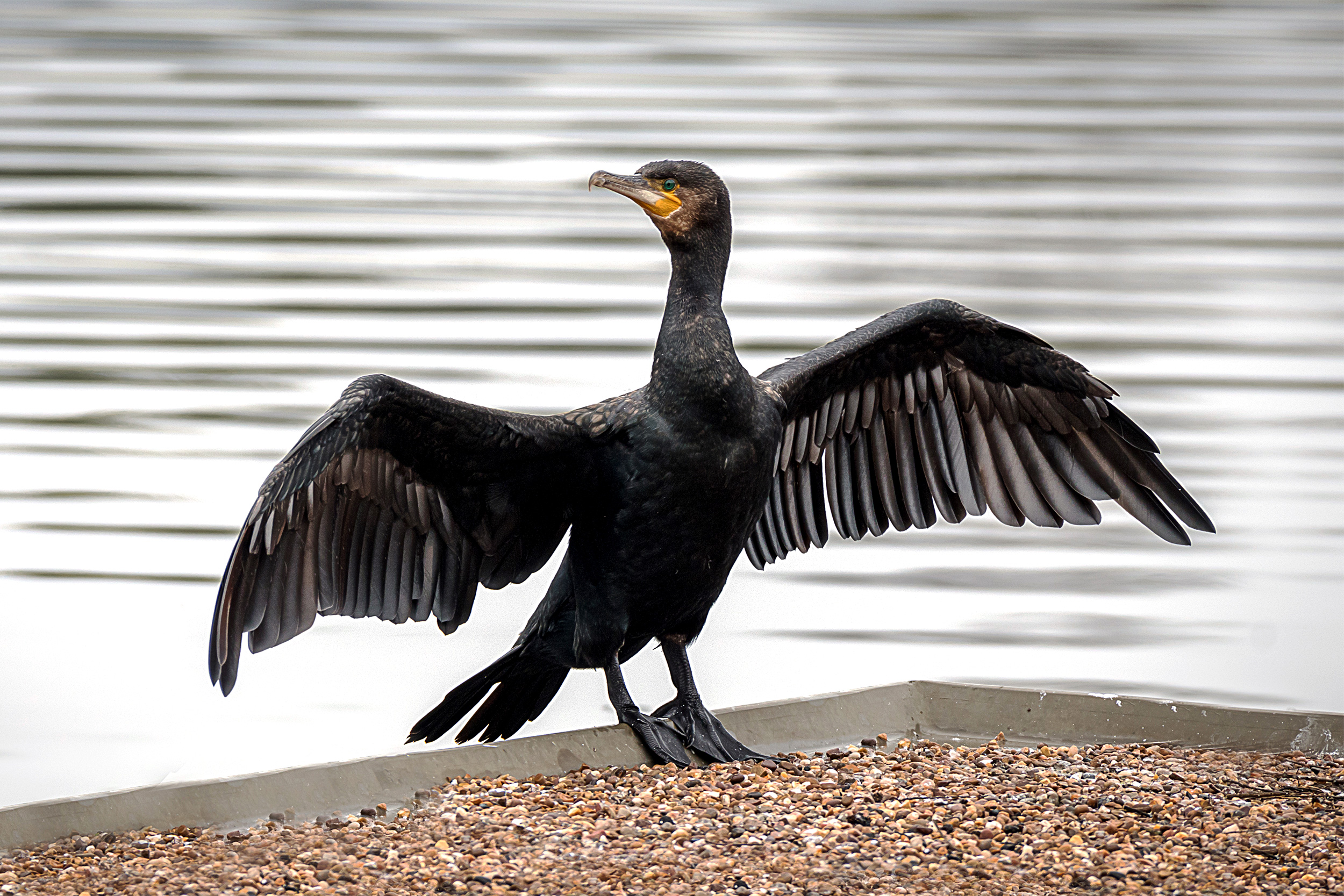 Cormorant