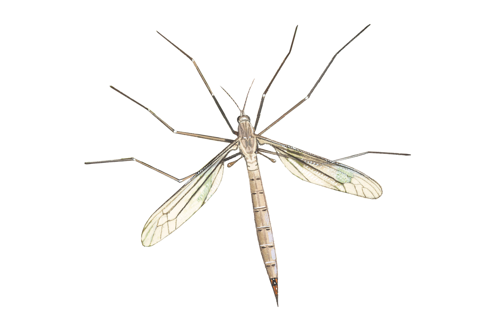 Cranefly