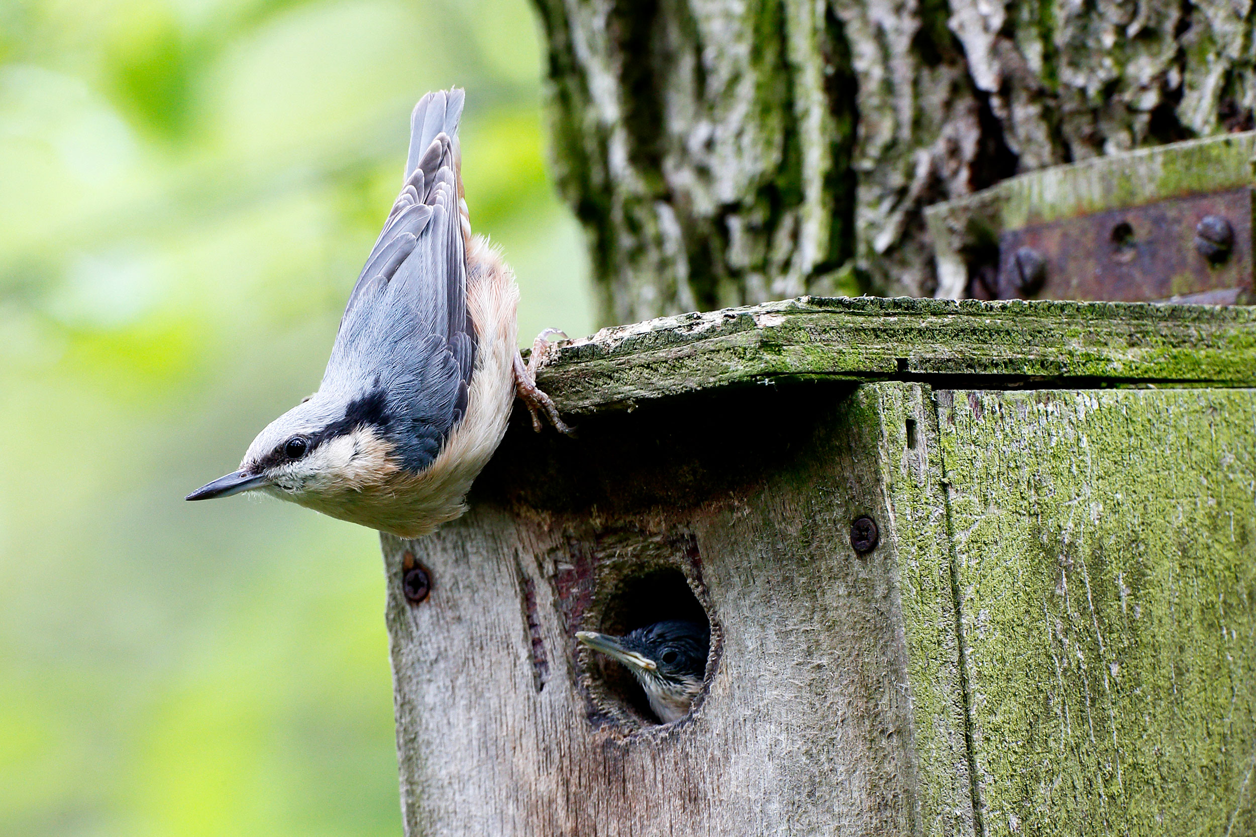 Nuthatch on nest box