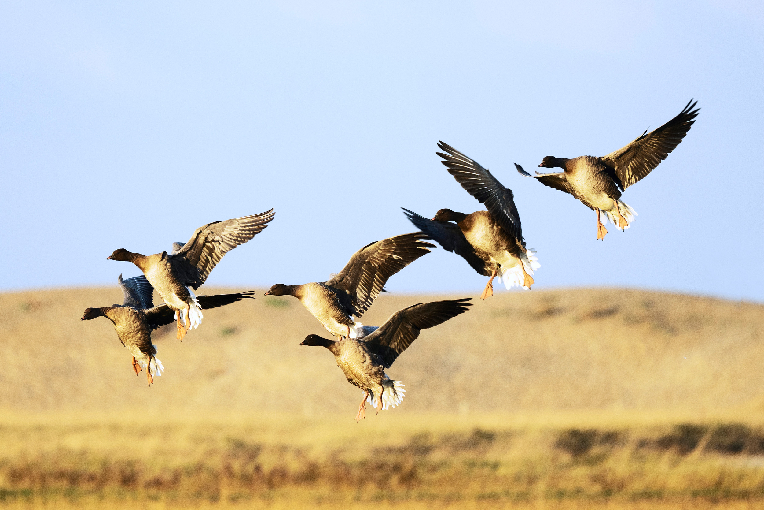 Pink-footed Geese