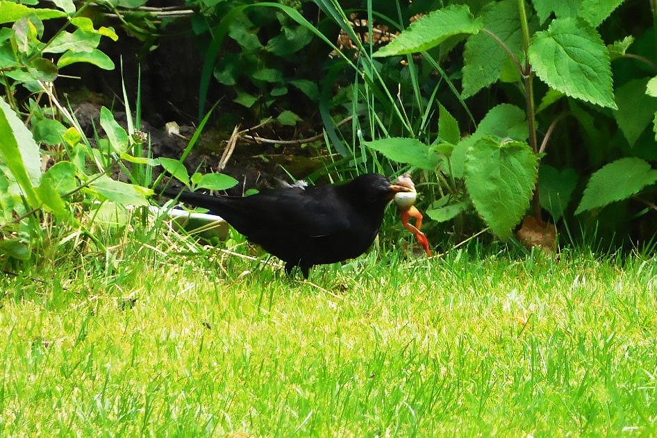 Blackbird with a frog in its mouth