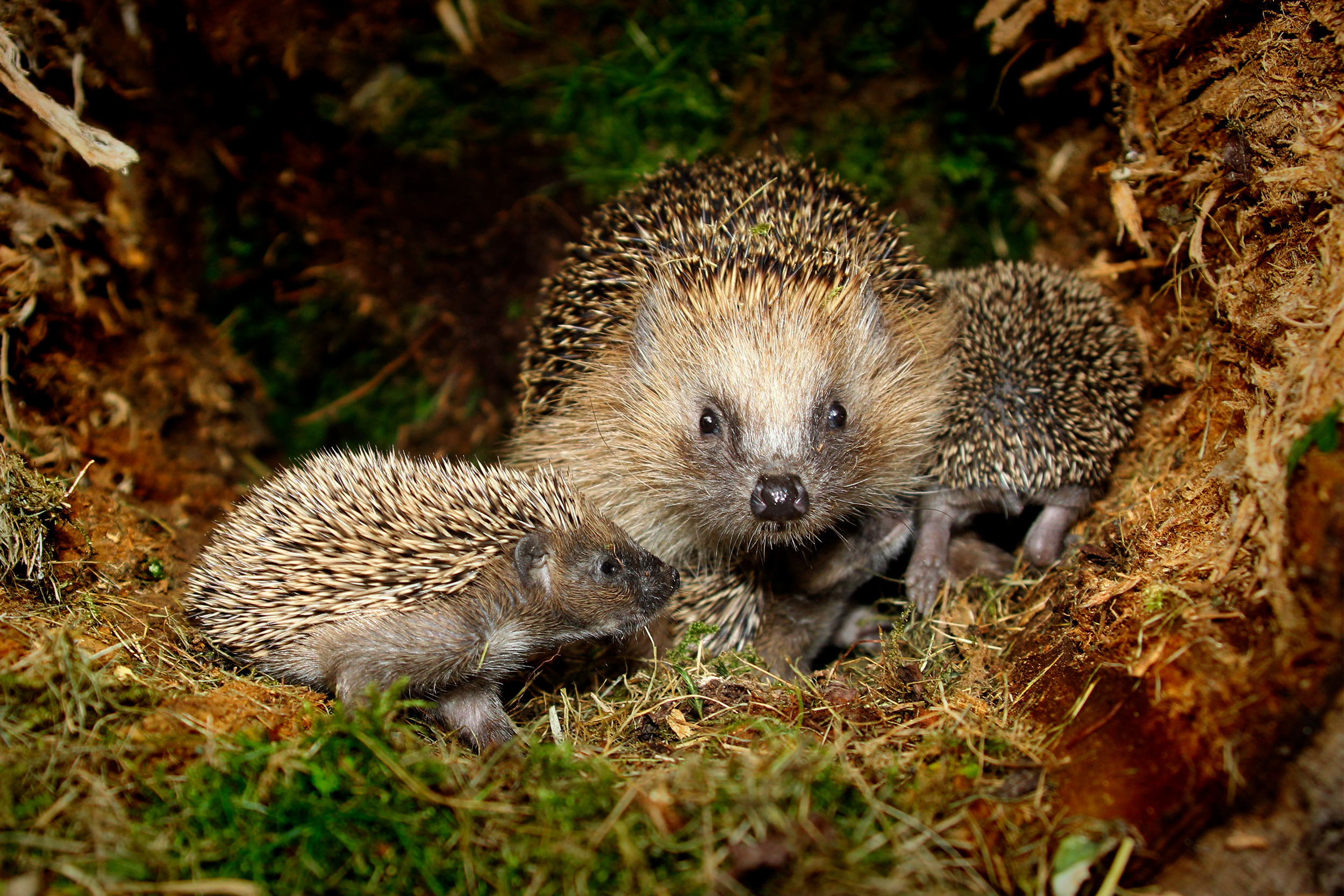 Hedgehog and hoglets