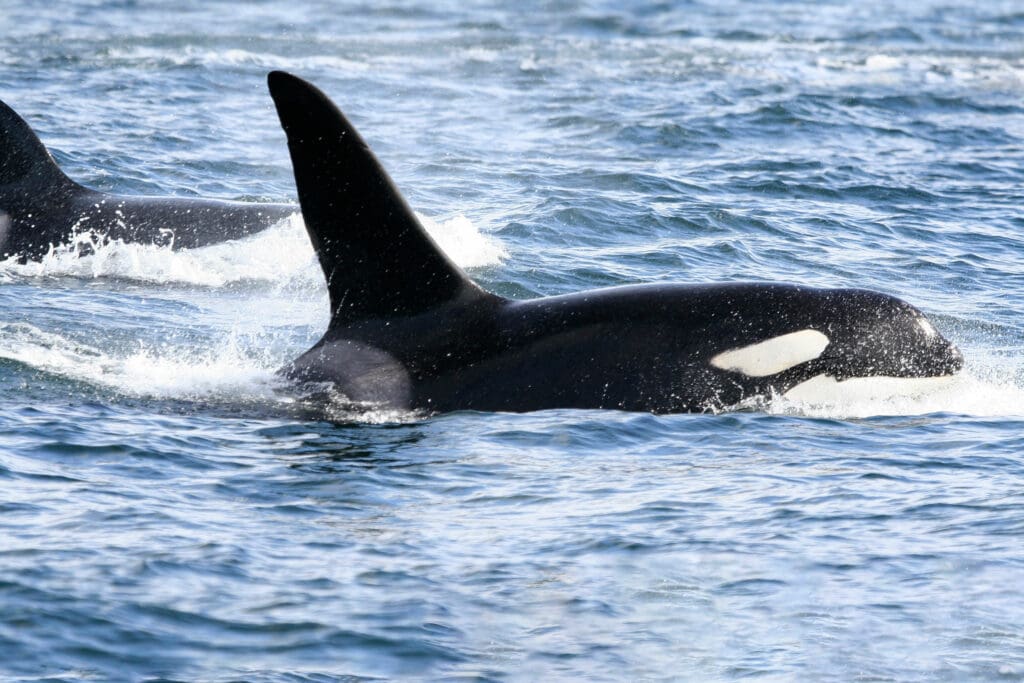 Orca swimming in the ocean