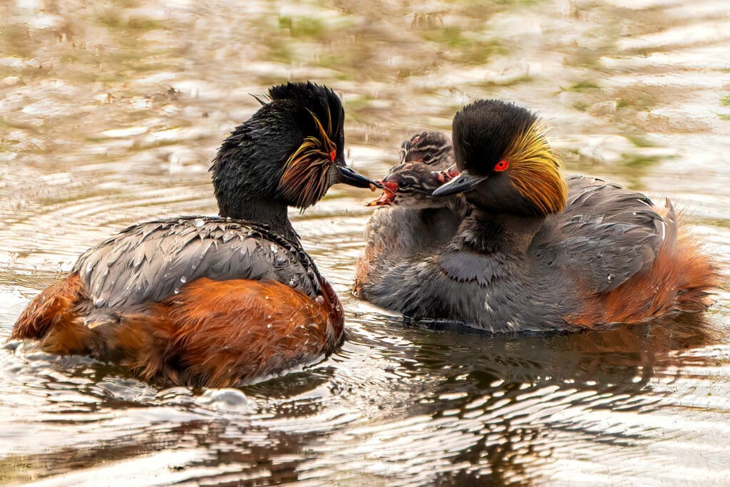 A Black-necked Grebe with chicks