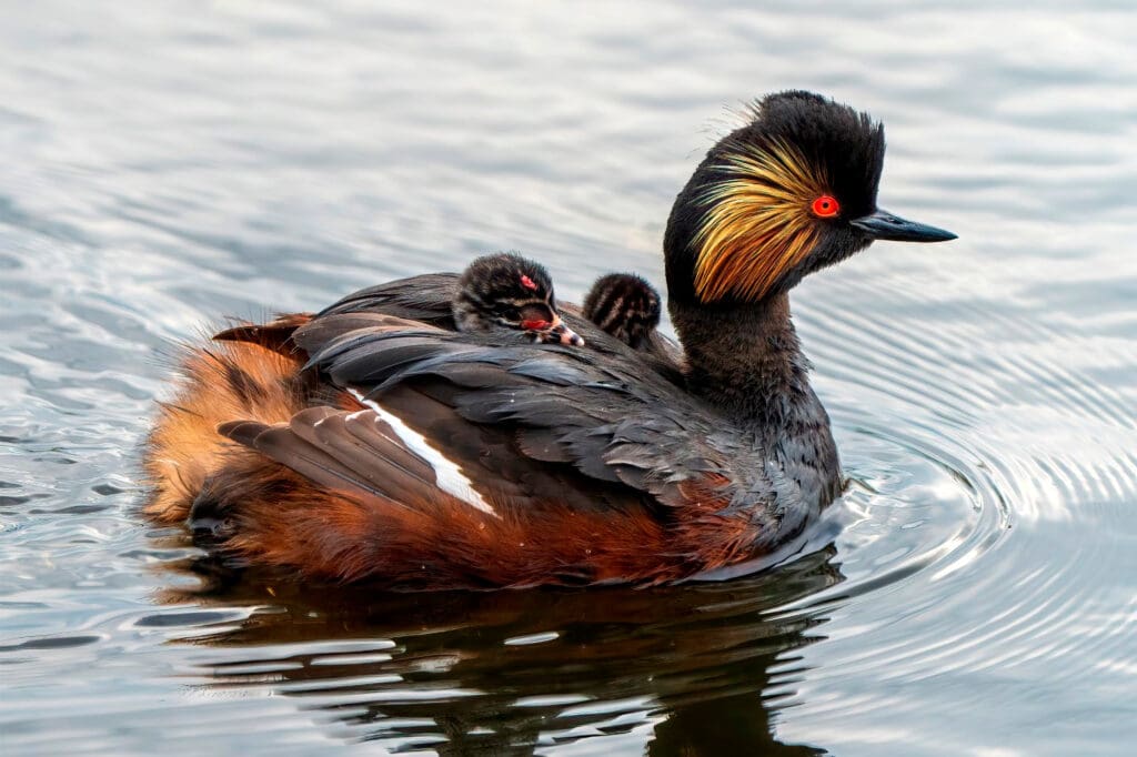 A Black-necked Grebe with chicks