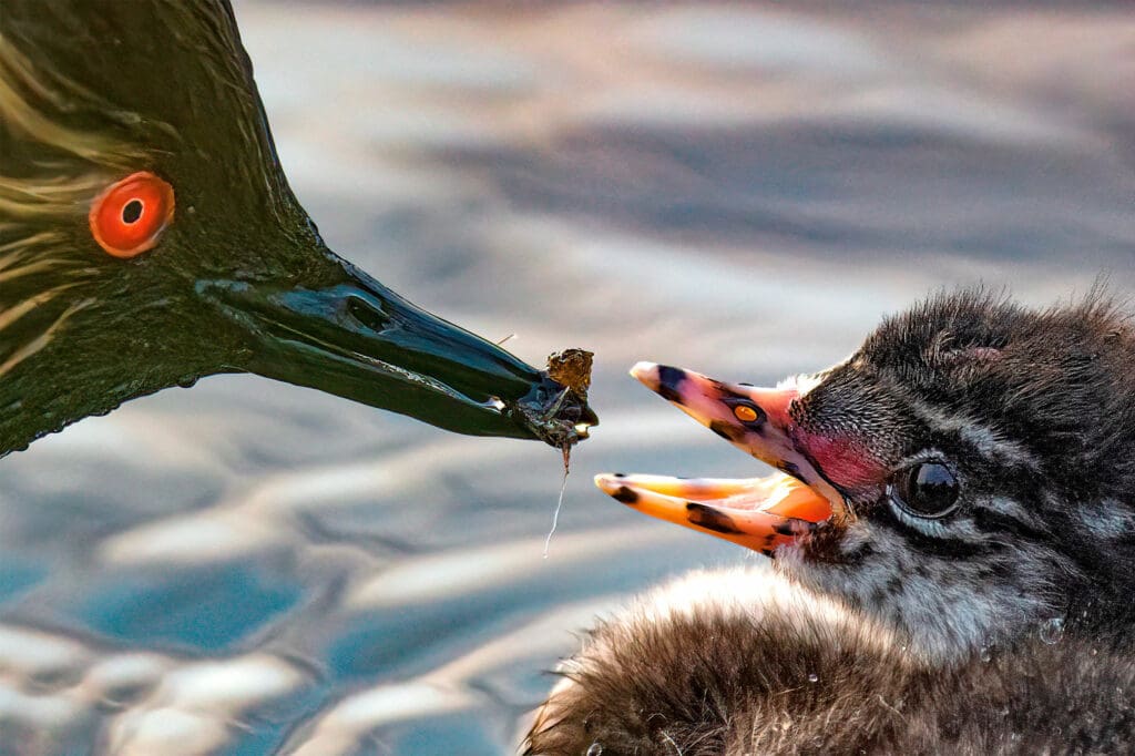 A Black-necked Grebe feeds a chick