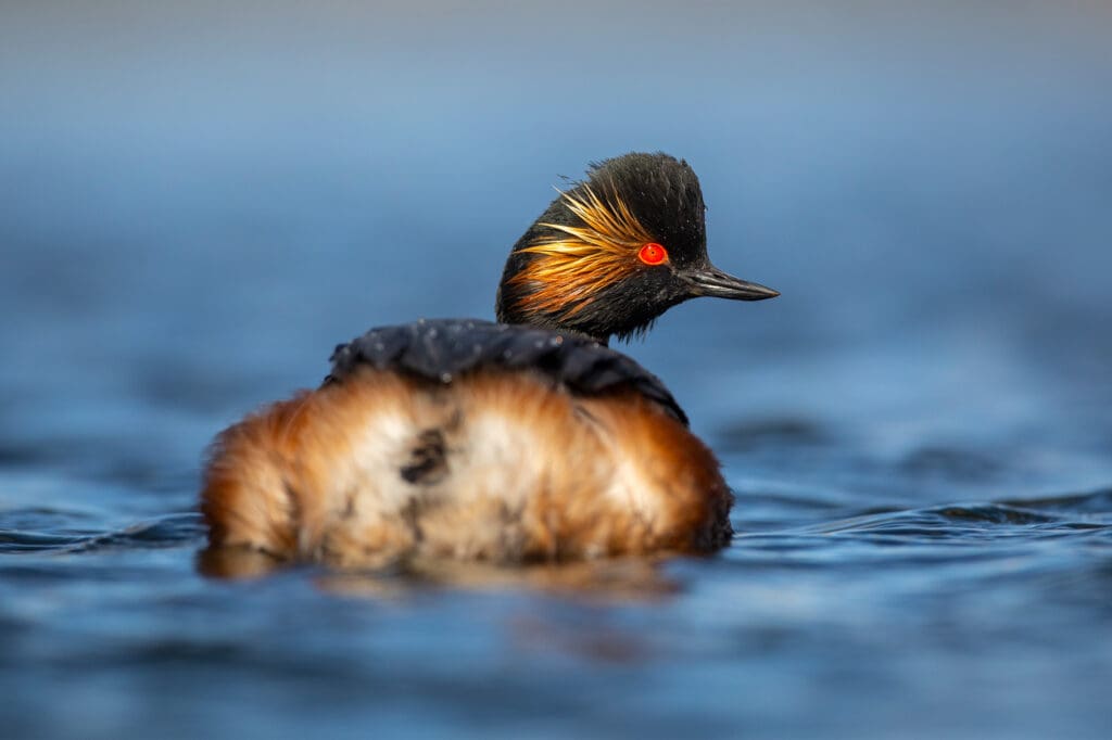 A Black-necked Grebe from the back