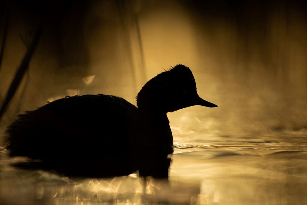 Black-necked Grebe in silhouette