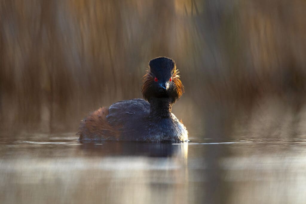 A Black-necked Grebe from the front