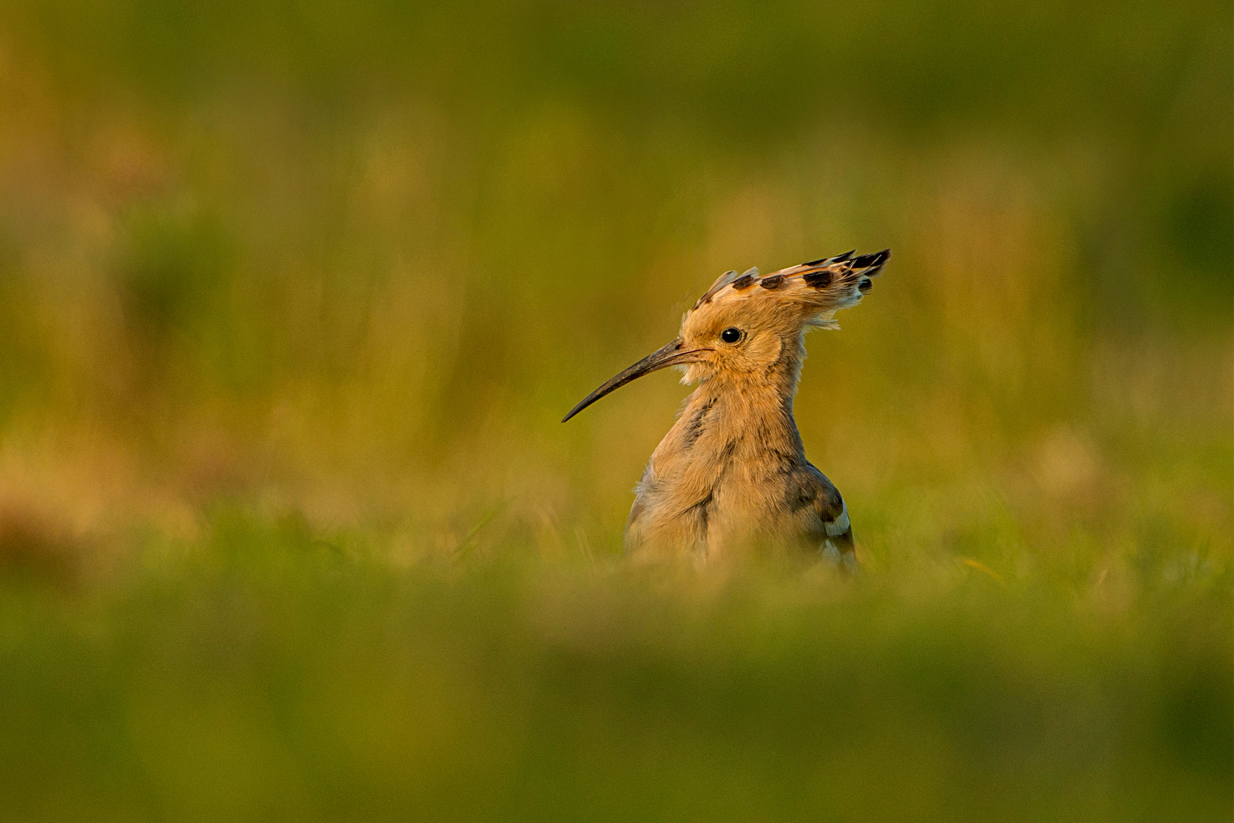 An orangey buff coloured bird with a long downcurved beak and crest with black markings on the ground among grass