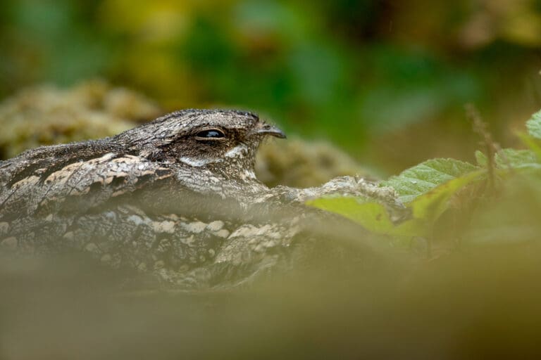 Nightjar