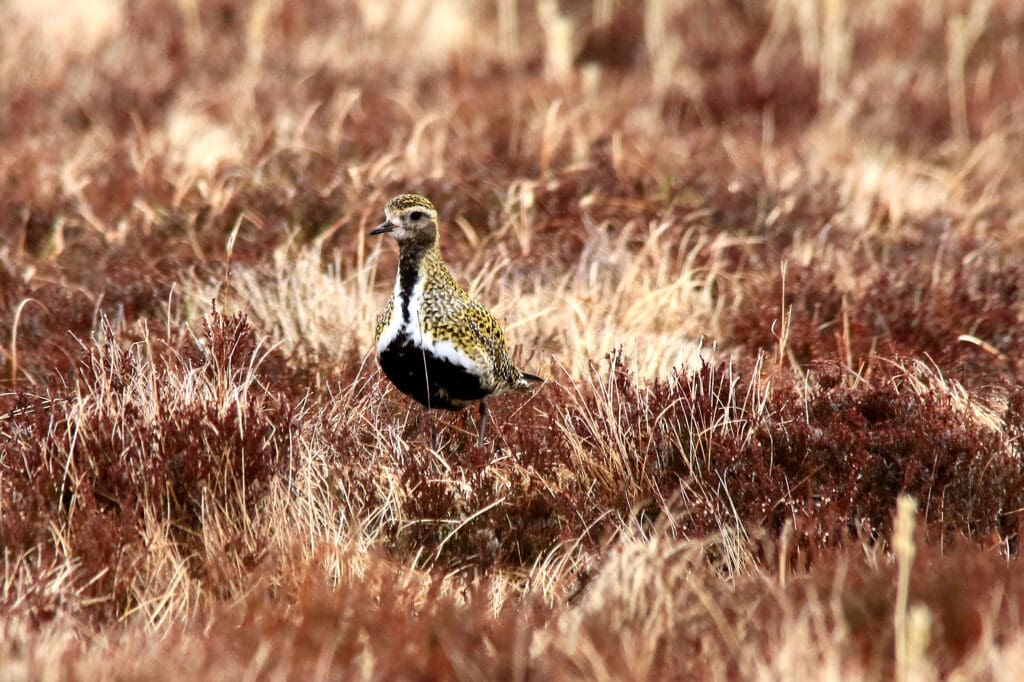 A gold, black and white bird standing on purple-brown moorland