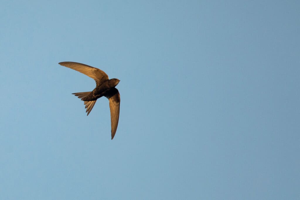 A dark-coloured bird with curved wings flying in a blue sky