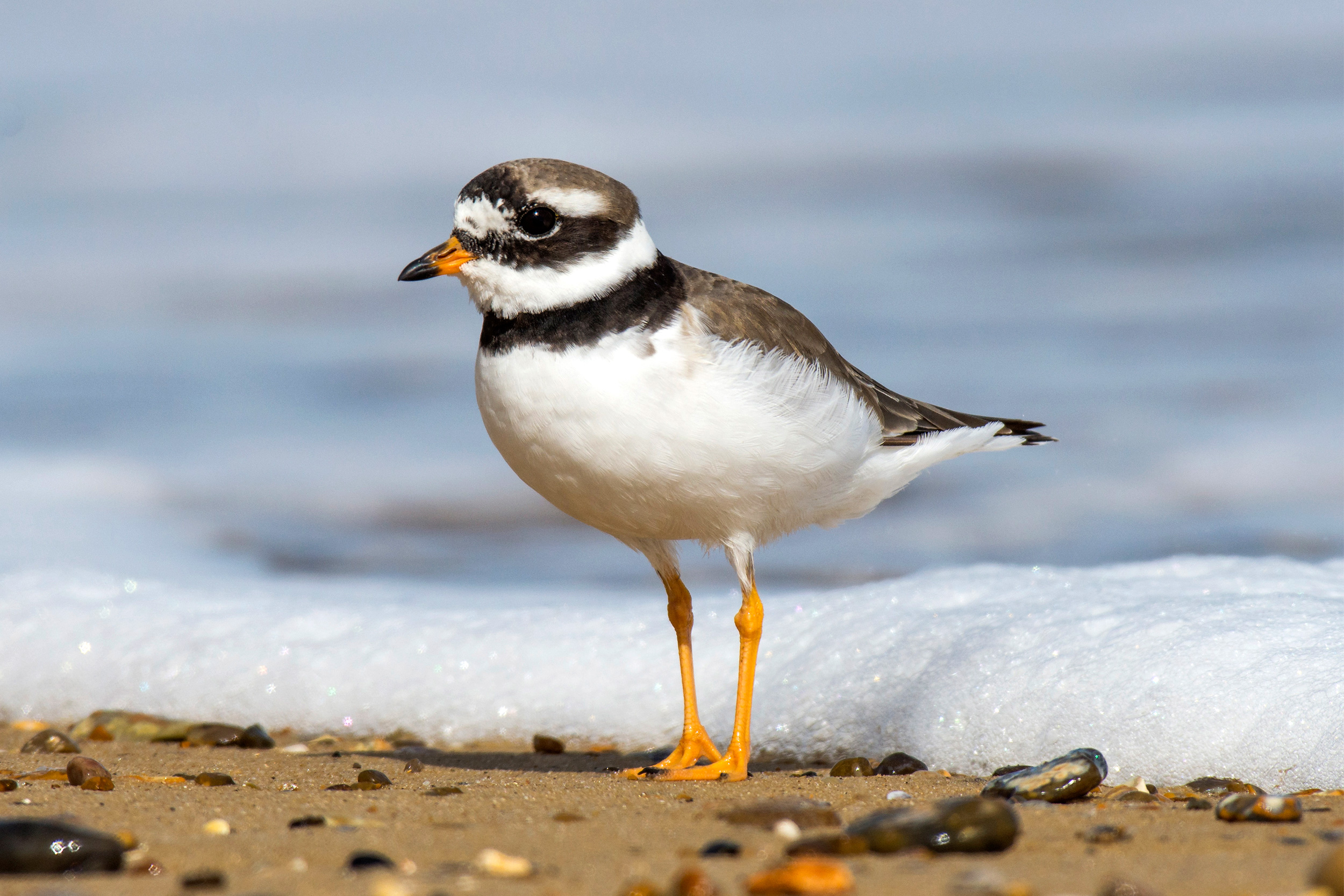 A smart white, brown and black bird with orange legs and bill stands on a sandy shoreline