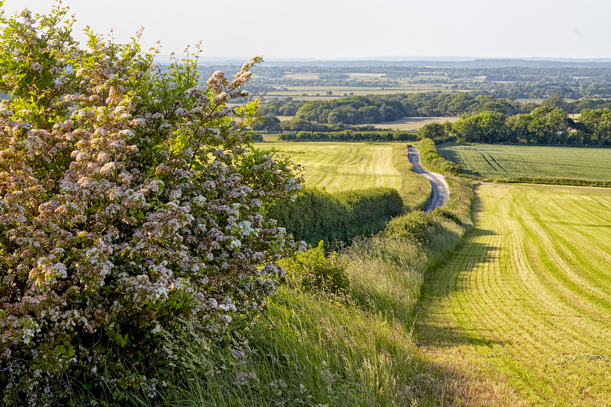 UK hedgerows