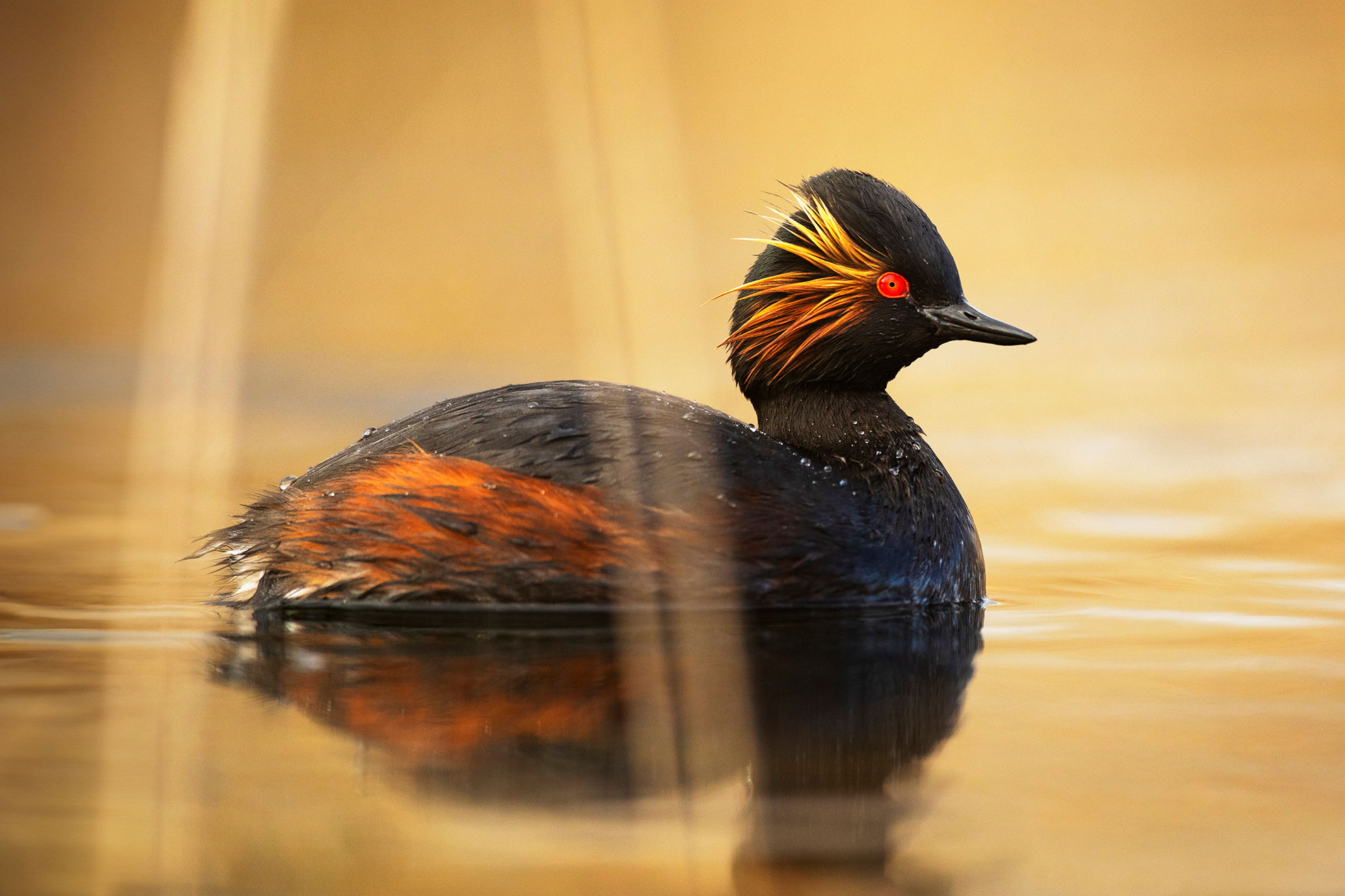 Black-necked Grebe