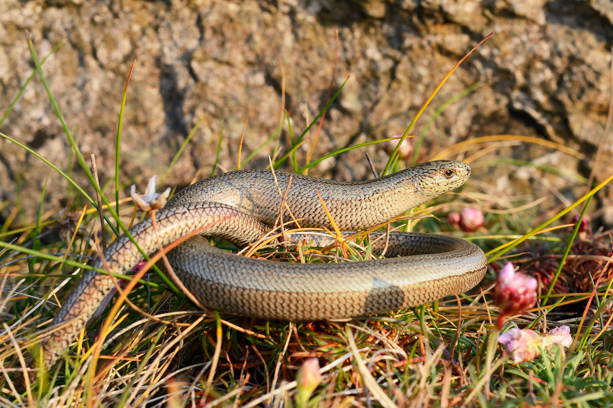 Slow Worm