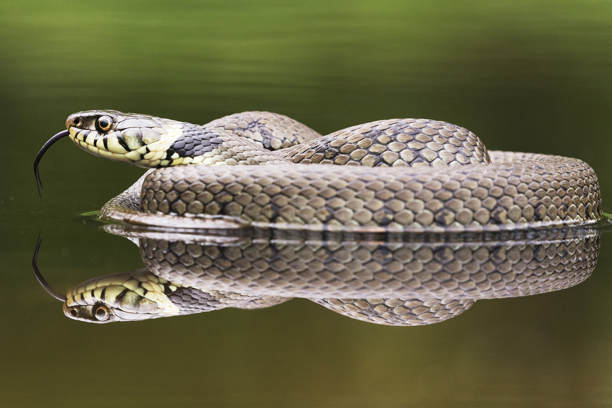 Grass Snake