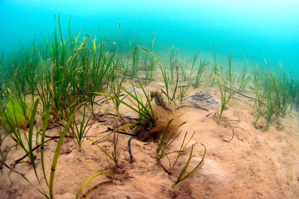 A Long-snouted Seahorse