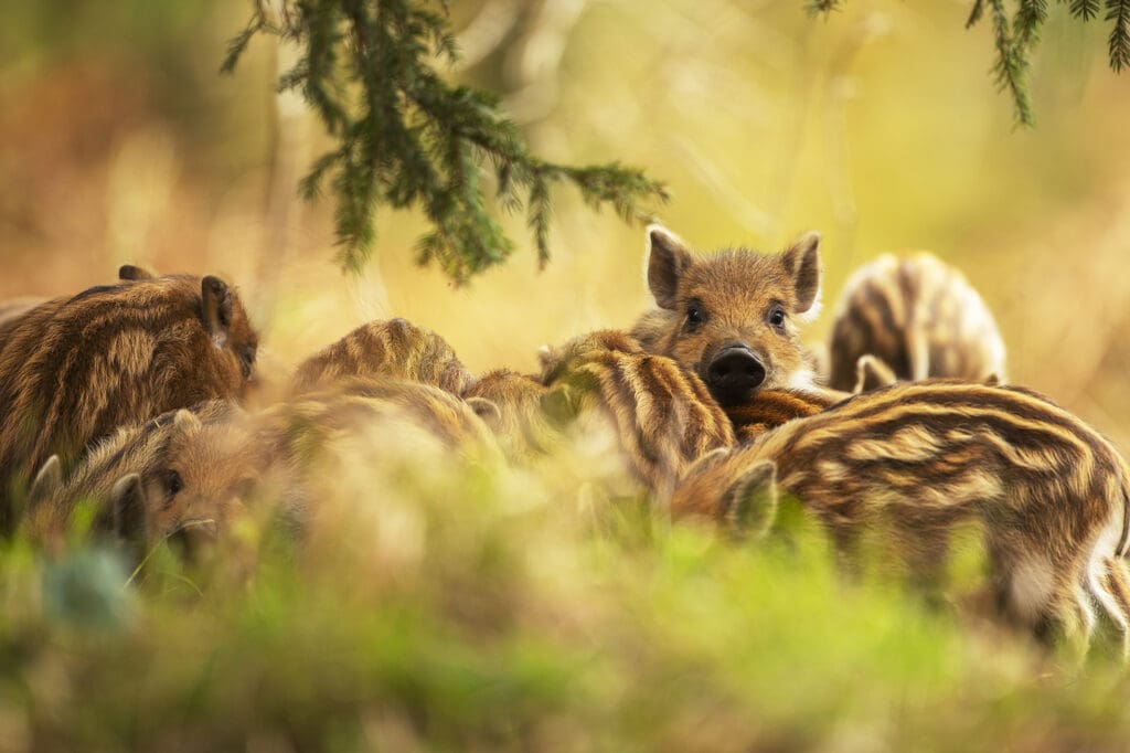 Wild Boar piglets