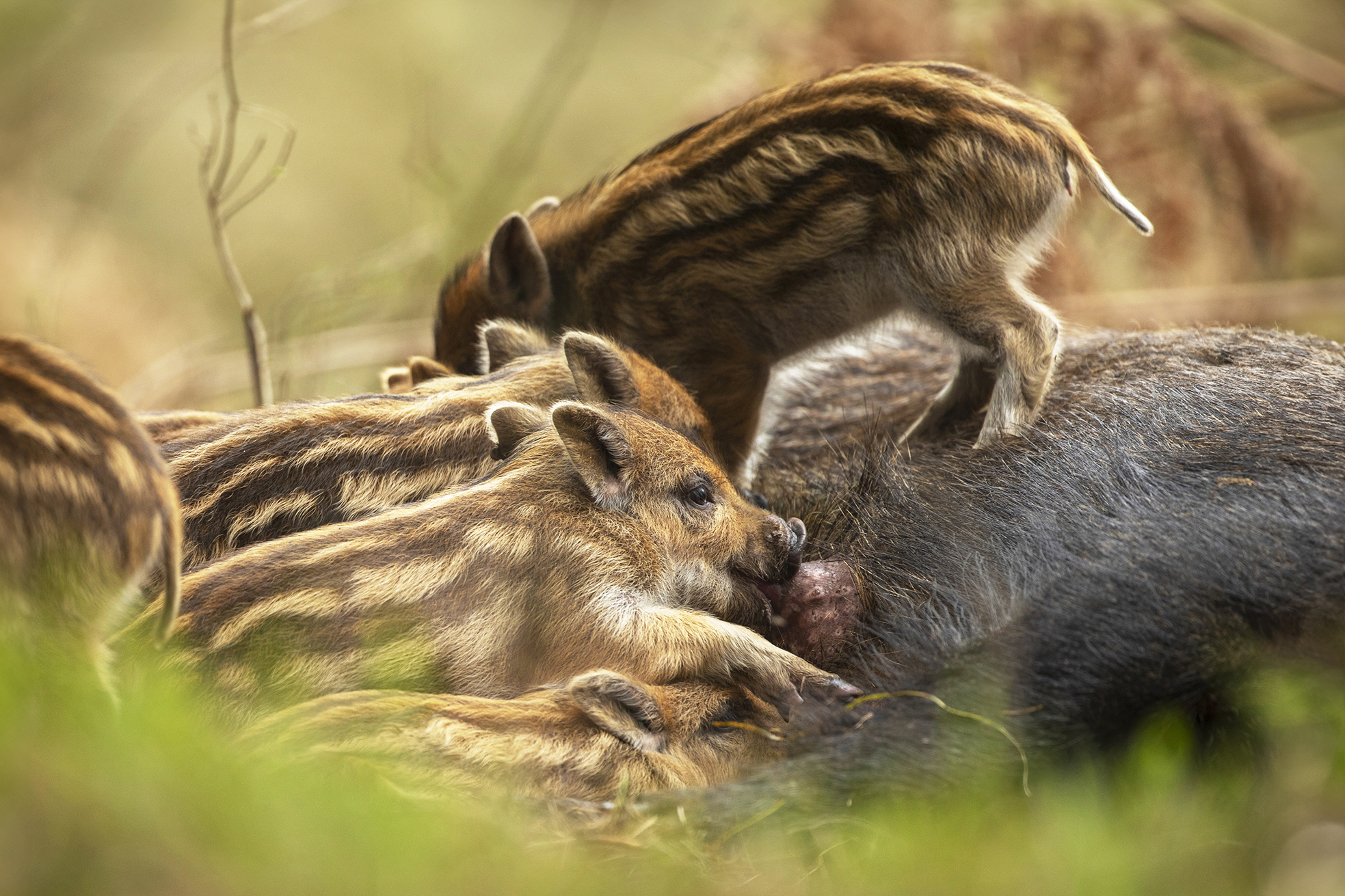 Wild Boar piglets and sow