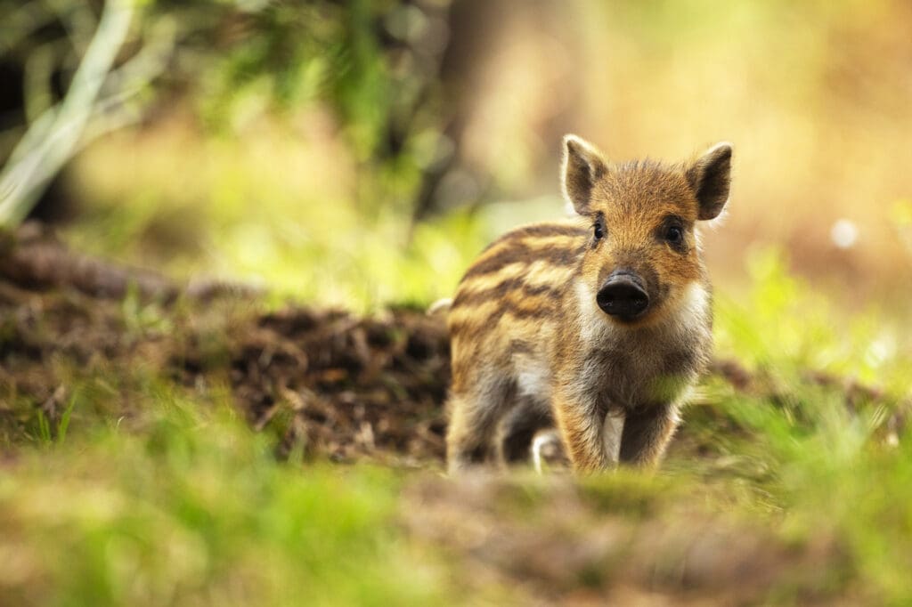 Wild Boar piglet