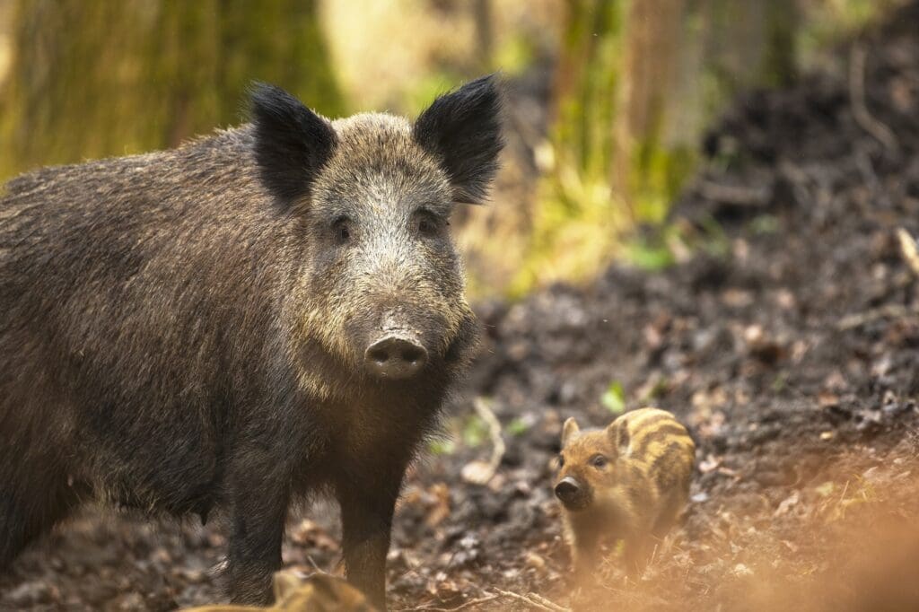 Wild Boar