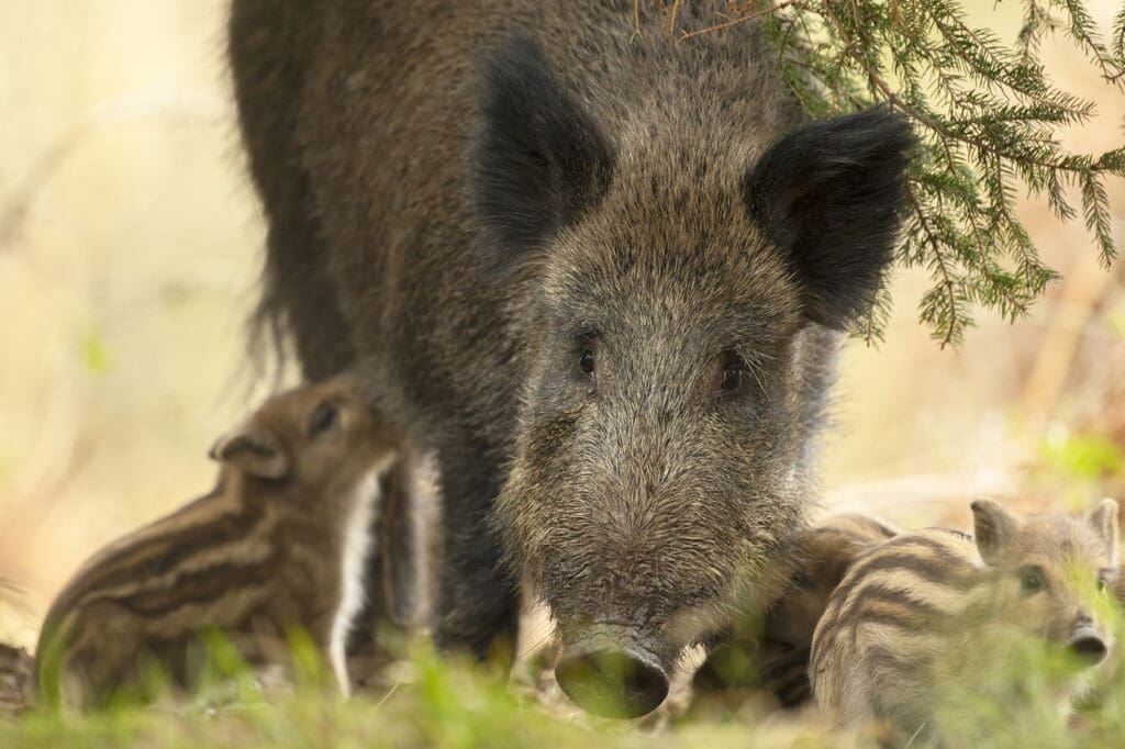 Adult female Wild Boar