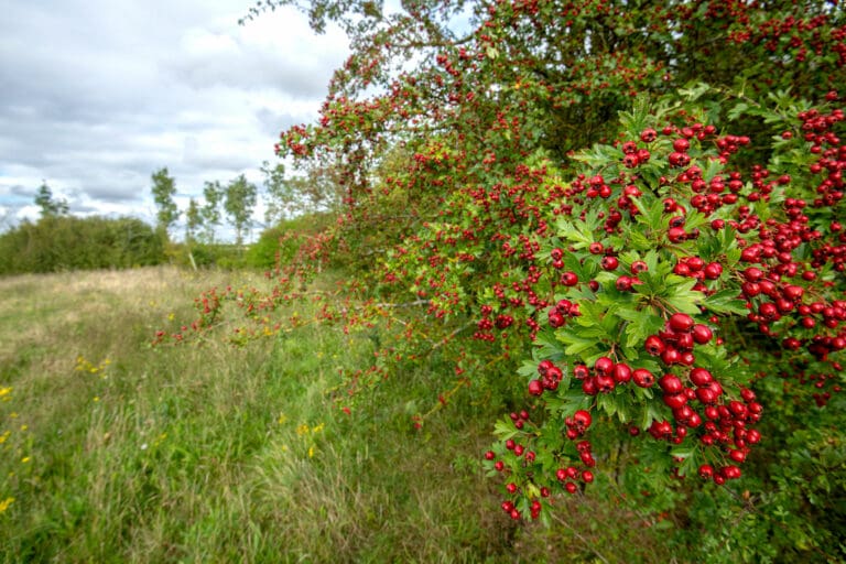 Hedgerow, RSPB Hope Farm