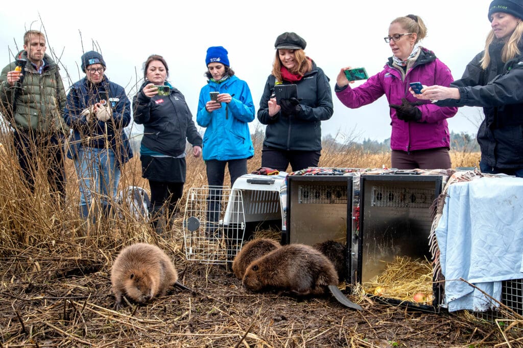 Beavers being released at Loch Lomond