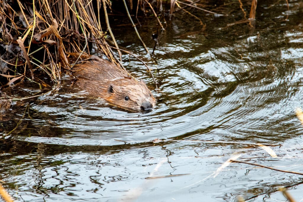 A Beaver at Loch Lomond