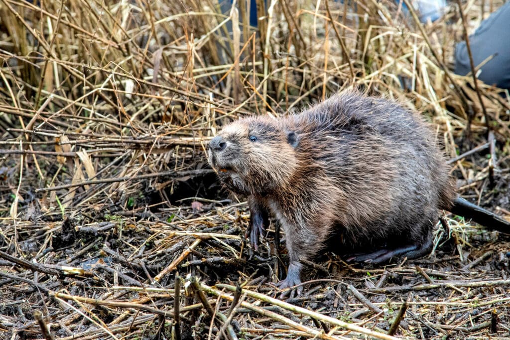 A Beaver at Loch Lomond