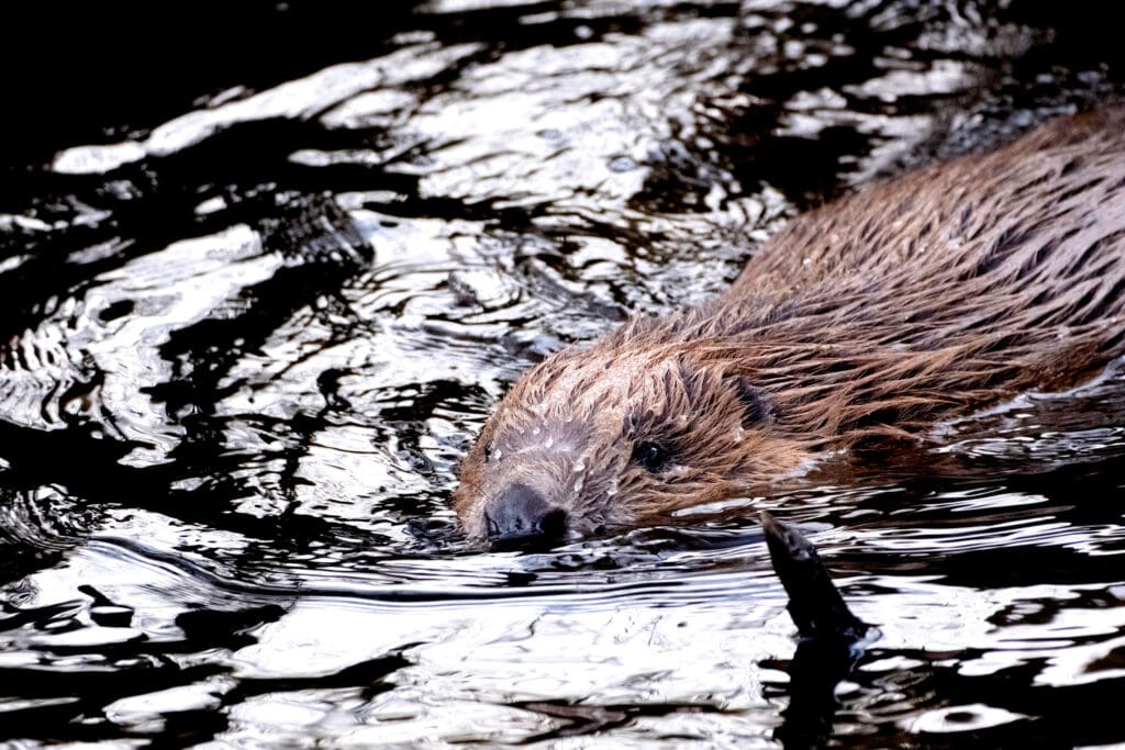 A Beaver at Loch Lomond