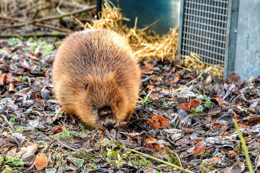 A Beaver at Loch Lomond