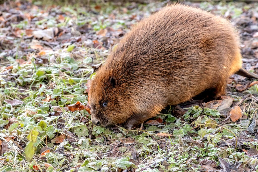 A Beaver at Loch Lomond