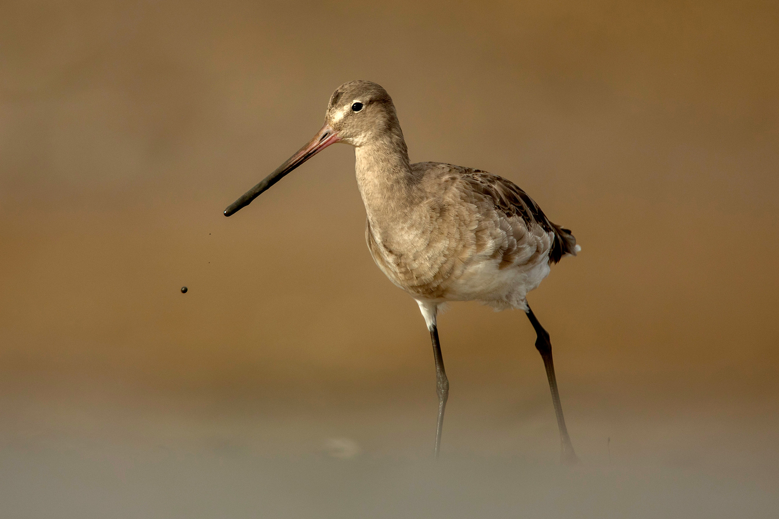 Black-tailed Godwit