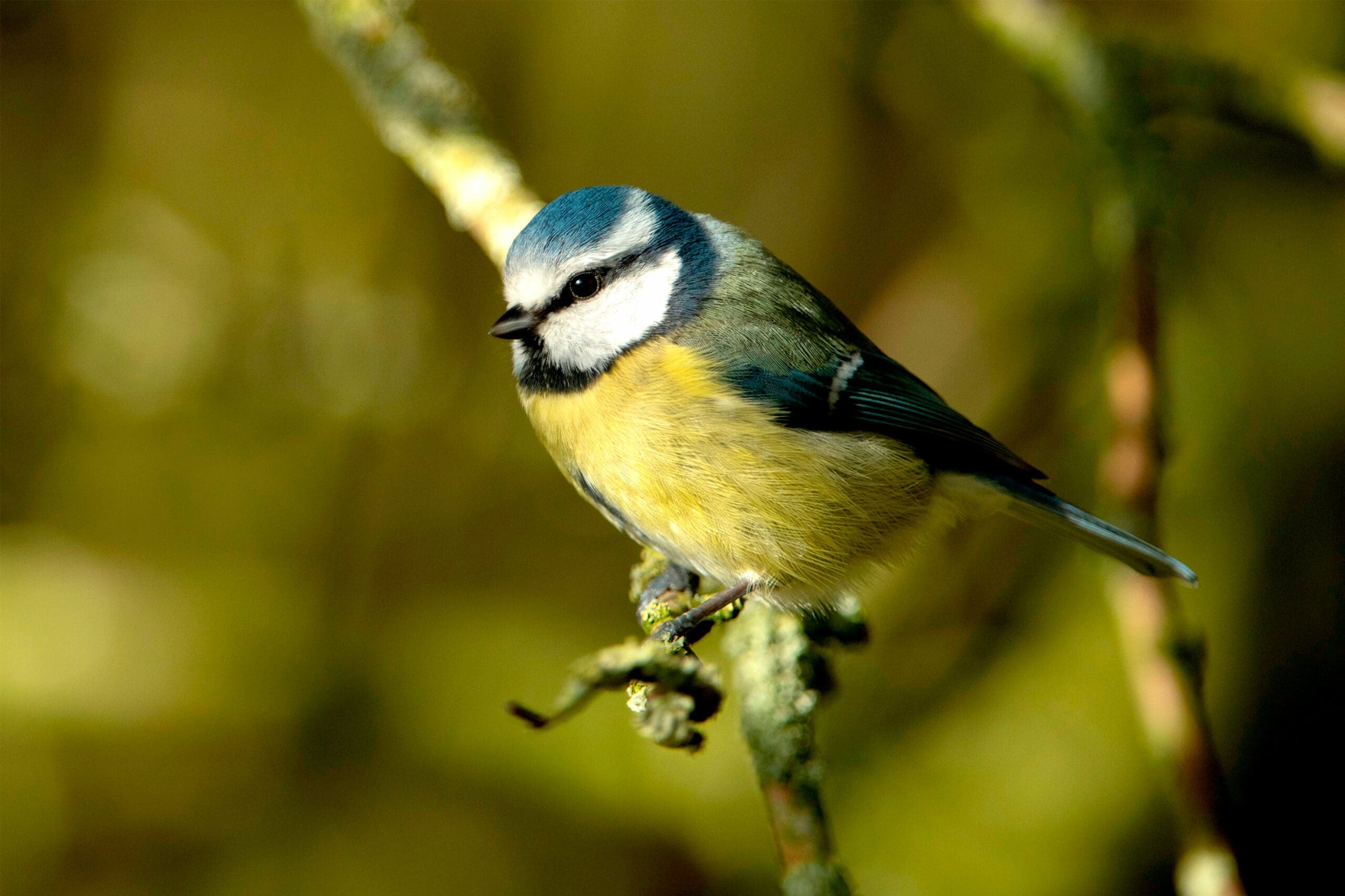 Blue tit