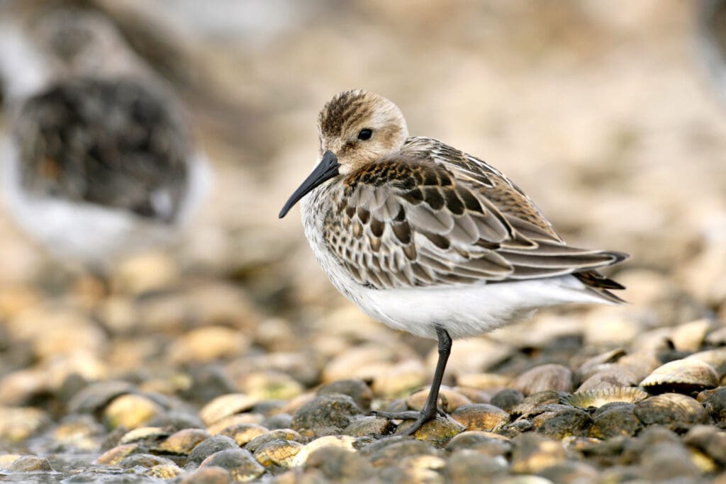 Dunlin