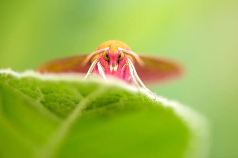 Elephant Hawk-moth