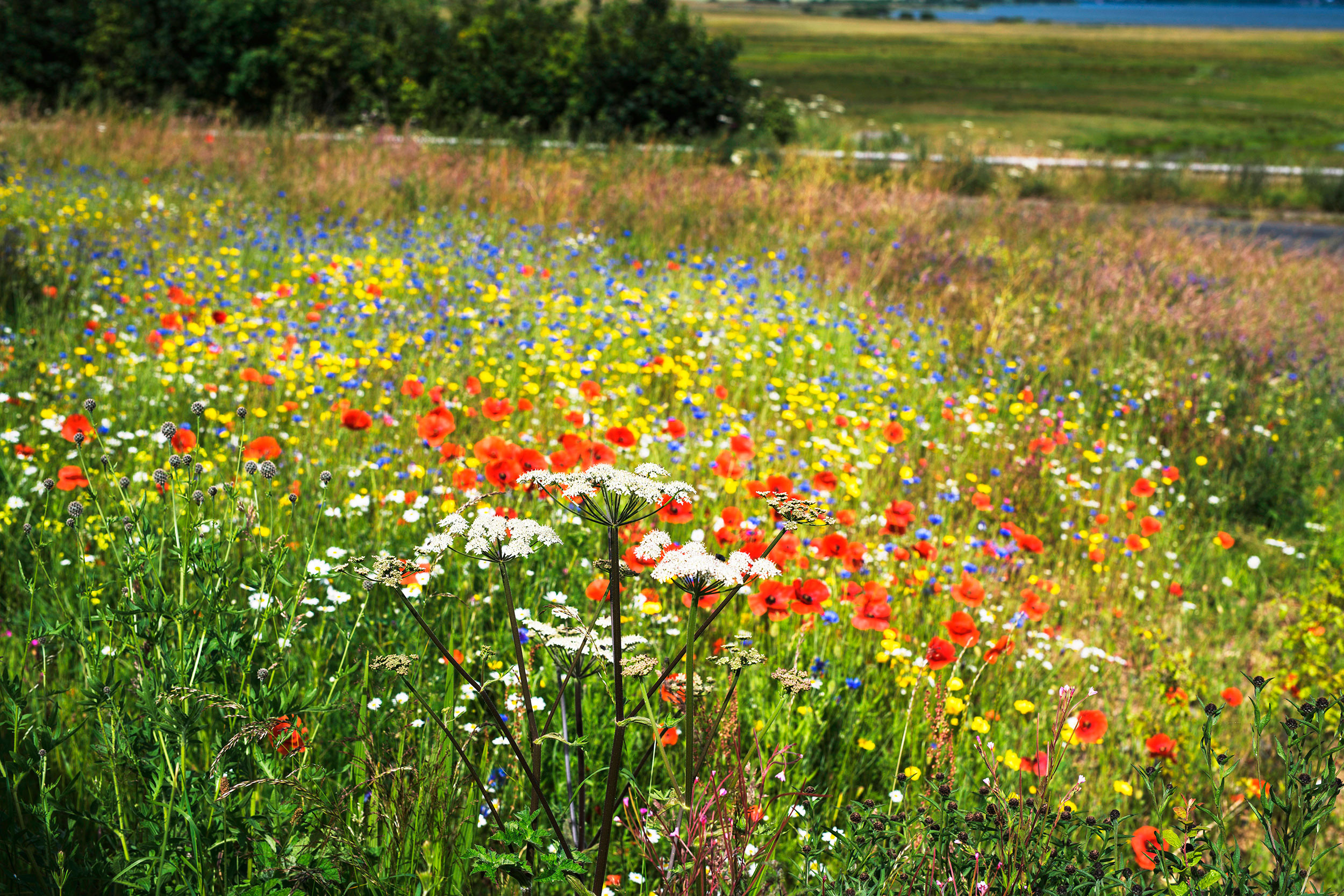 A meadow at Loch Leven