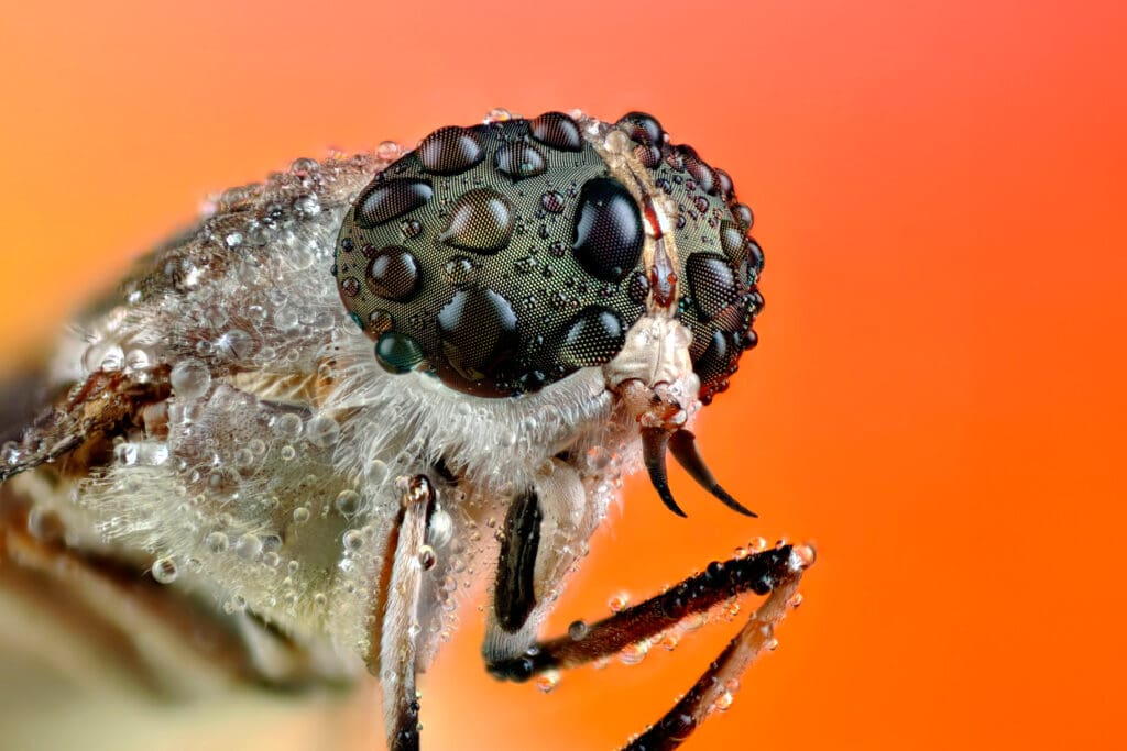 Horsefly