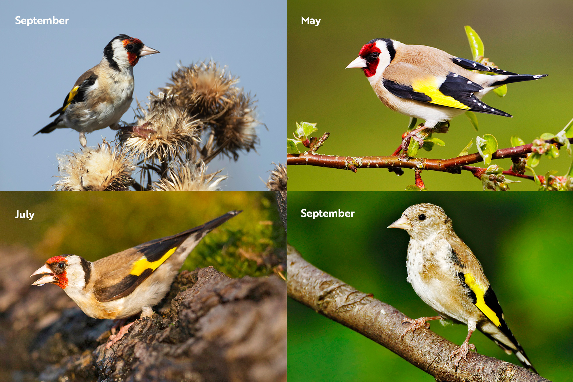 Goldfinch plumage through the seasons