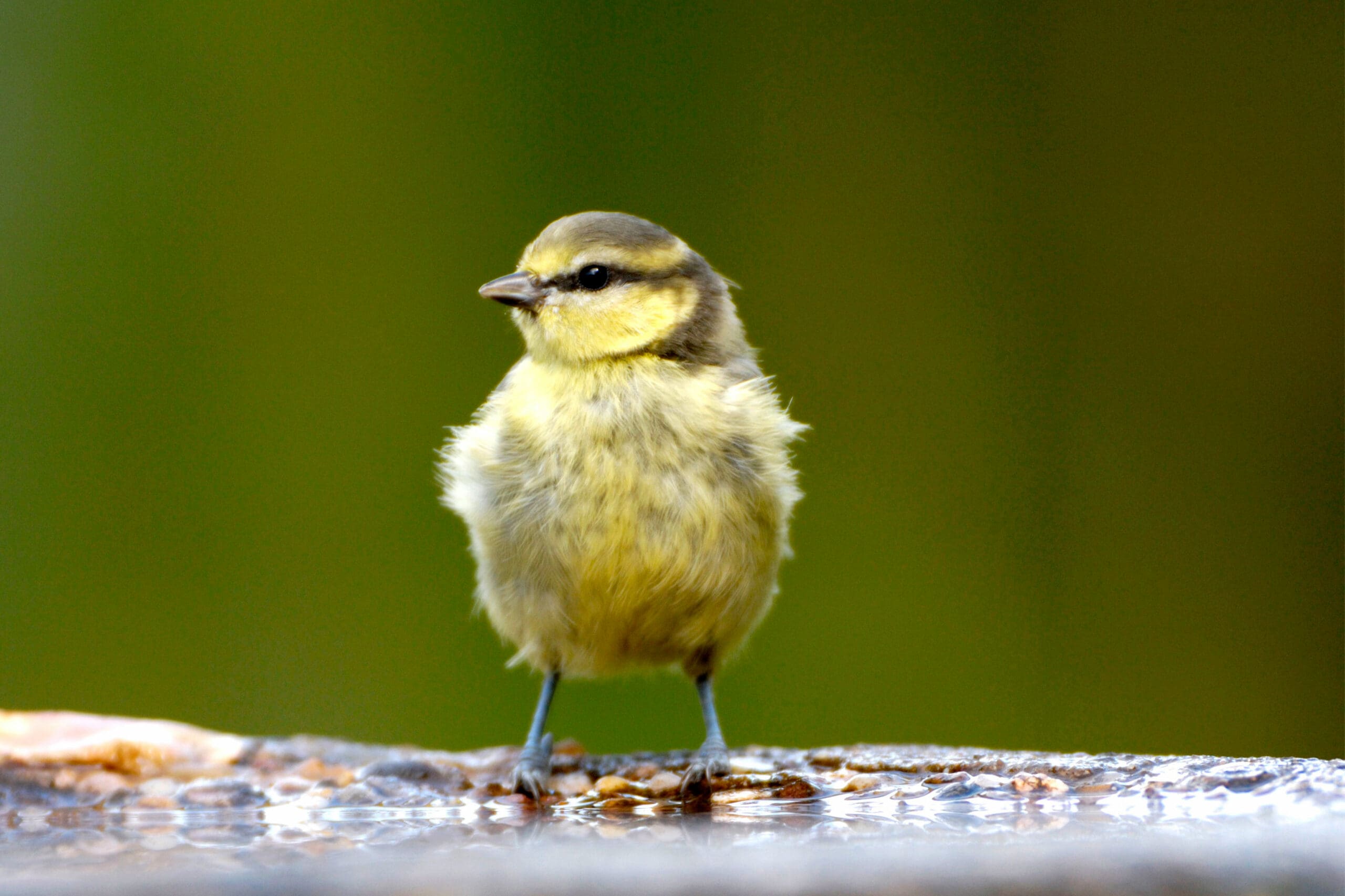 Juvenile Blue Tit