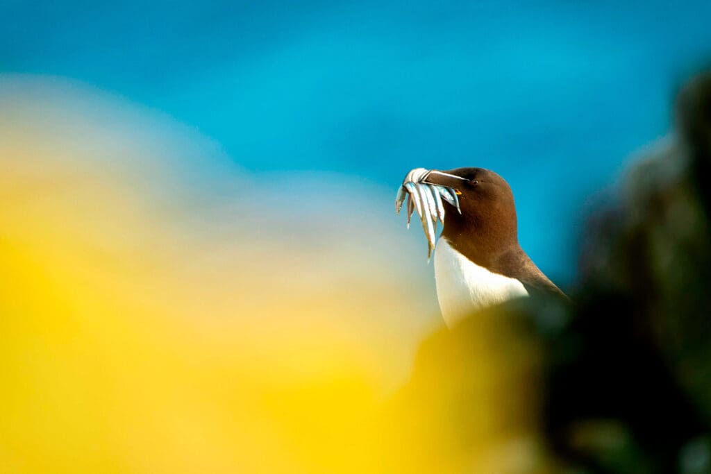 Razorbill with sandeels