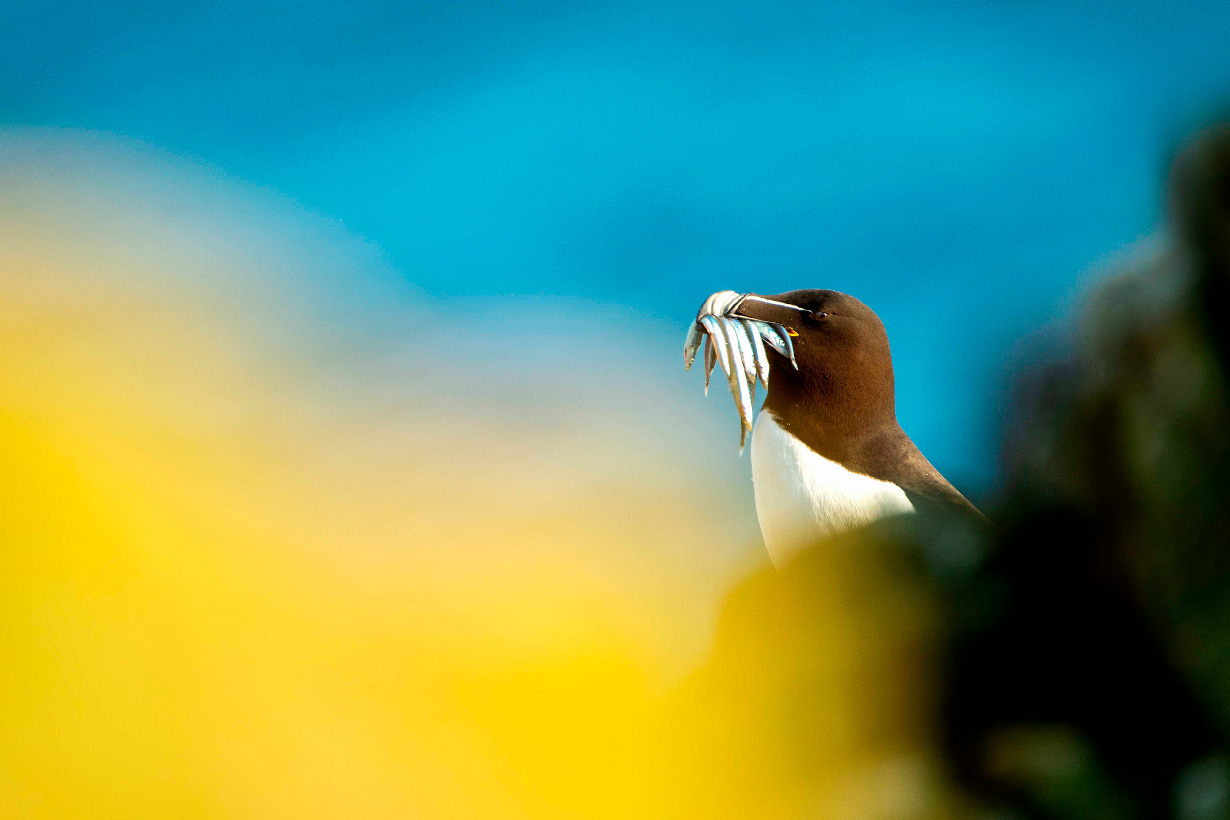 Razorbill with sandeels