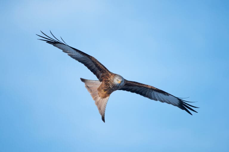 Red Kite in flight