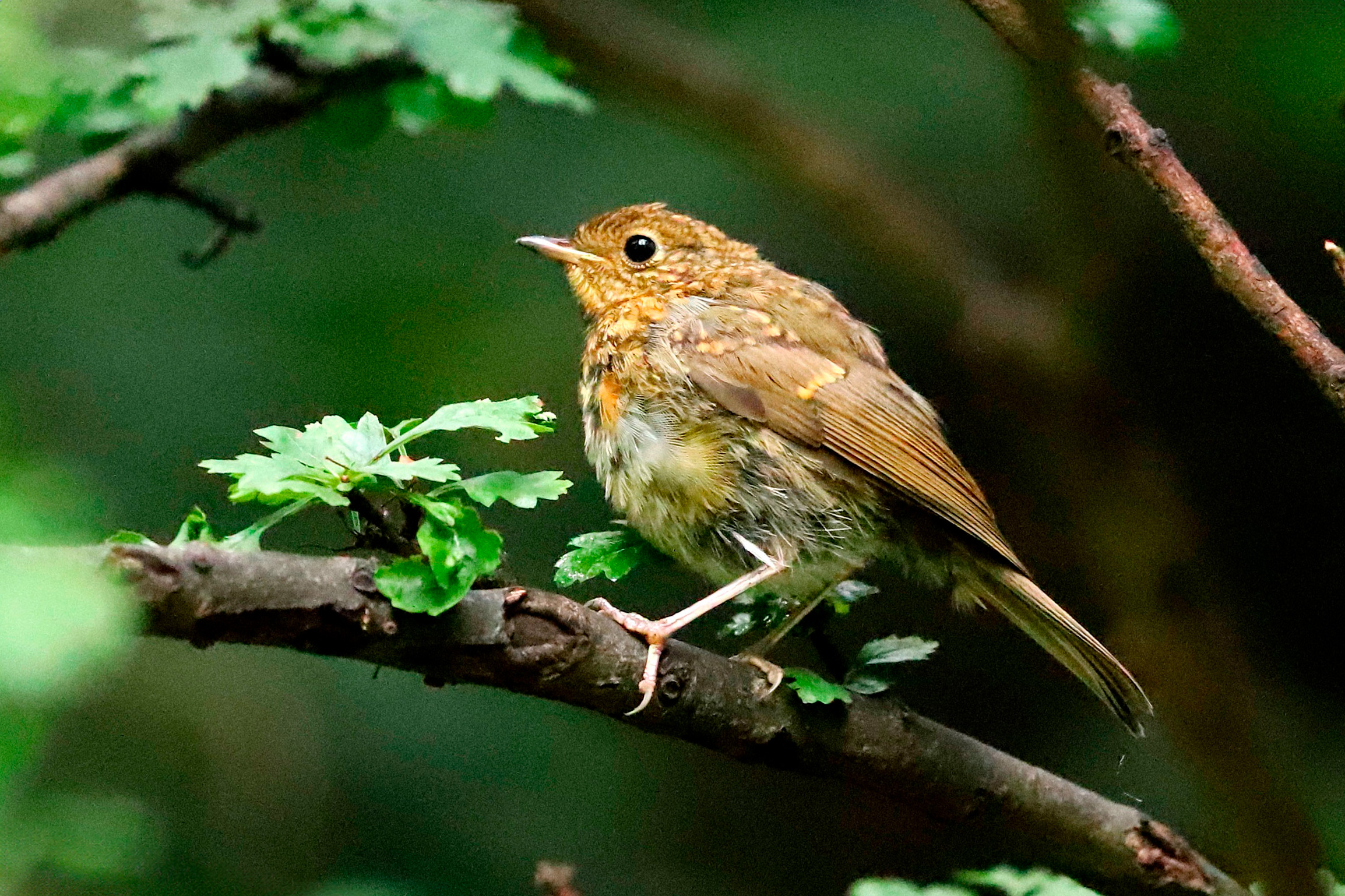 Juvenile Robin