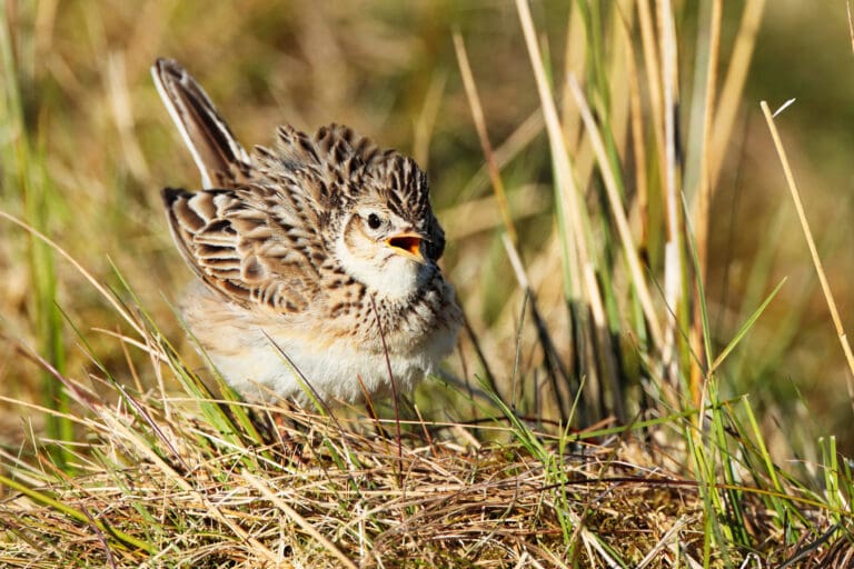 Skylark